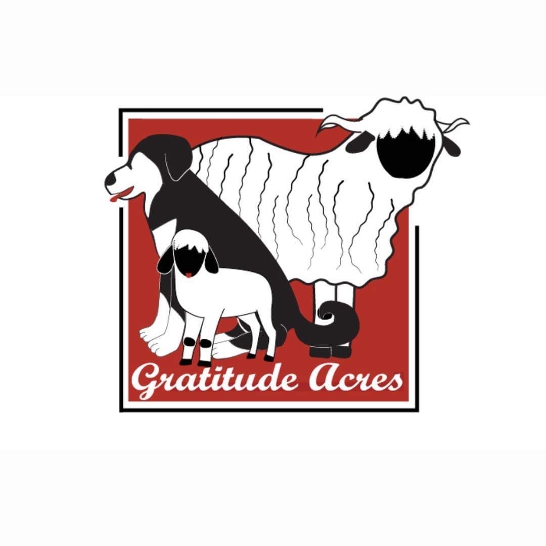 Pastore della Sila / Sila Shepherds USA